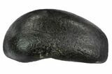 Fossil Whale Ear Bone - Miocene #99984-1